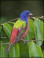 _0SB1050 painted bunting